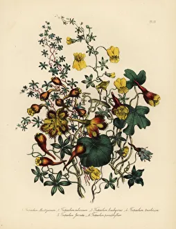 Cress Collection: Nasturtium or Tropaeolum species