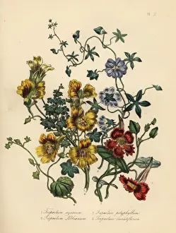 Loudon Prints: Nasturtium varieties