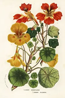 Nasturtium varieties, Tropaeolum species