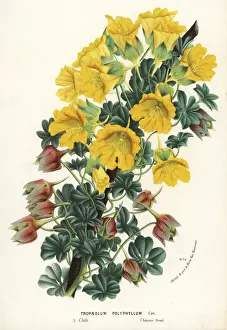 Nasturtium Prints: Nasturtium variety, Tropaeolum polyphyllum