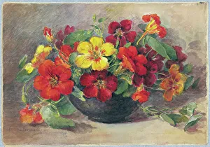 Pressland Prints: Nasturtiums