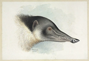Carnivora Collection: Nasua nasua coati, South American coati