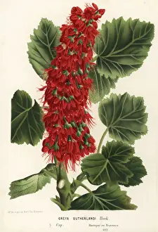 Natal bottlebrush, Greyia sutherlandii