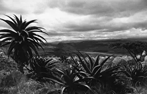 Bantustan Prints: The Natal Province in eastern South Africa, showing its massive natural diversity