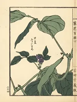 Gardenflower Prints: Natamame or sword bean, Canavalia gladiata