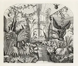 Fern Prints: Nathaniel Wards fern greenhouse, Clapham, London, 1851
