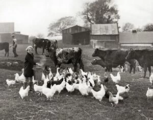 Alverstoke Gallery: National Childrens Home, Alverstoke - feeding chickens