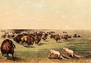Hunting Collection: Native American Indian Buffalo Hunt Under the White Wolf Ski
