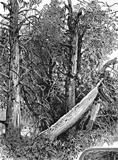 Images Dated 8th July 2004: Native American Indian Chiefs Grave, San Juan Island, 1882