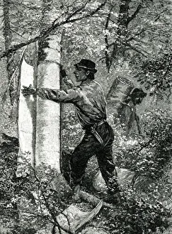 Bark Prints: Native American taking tree bark for canoe making