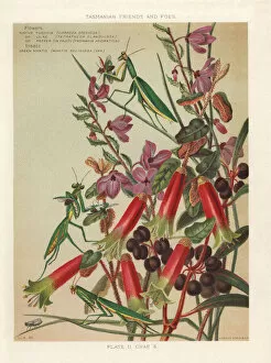 Native fuchsia, lilac and pepper