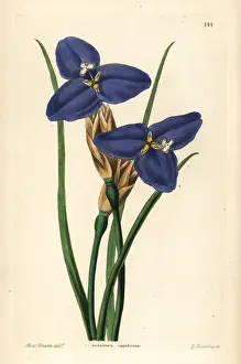 Sapphire Prints: Native iris, Patersonia occidentalis