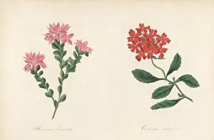 Volume 1 Prints: Native rose and Peruvian mock vervain