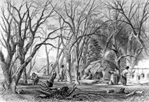 Extract Prints: Native U. s. Sugar Camp