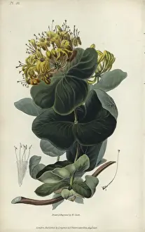 Richardmorris Prints: Native yellow honeysuckle, Lonicera flava