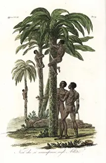 Sling Prints: Natives of Guinea climbing trees using slings
