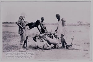 Sahara Collection: Three natives tying a gazelle carcass for transportation