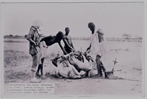 Sahara Prints: Three natives tying a gazelle carcass for transportation