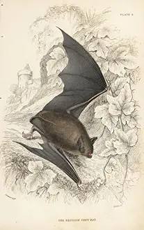Reddish Prints: Natterers bat, Myotis nattereri