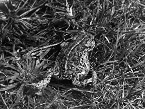 Toad Prints: Natterjack Toad