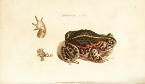 Rana Gallery: Natterjack toad, Epidalea calamita