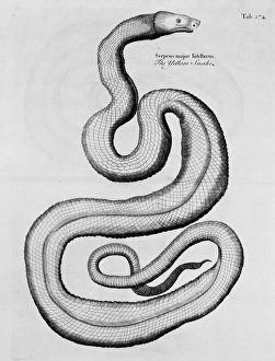 Anguilliform Gallery: A Natural History of Jamaica
