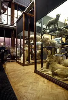 The Natural History Museum at Tring