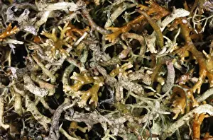Lichen Prints: Natural mixture of various lichens on tundra-floor