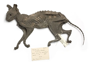 Carnivora Collection: Naturally mummified Felis catus, cat