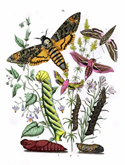 Woody Prints: Nature Insect Insects Butterfly Butterflies Moth