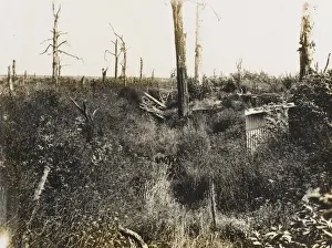 Nature recovers 1917