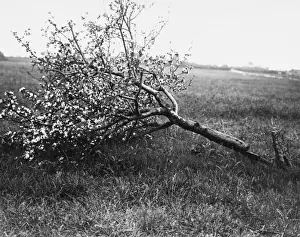 Passchendaele Prints: Nature recovers 1917