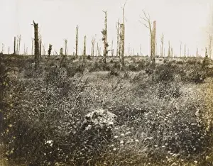 Nature recovers 1917