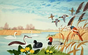 Geese Collection: Nature Scene