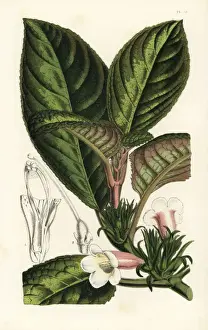 Picta Prints: Nautilocalyx pictus
