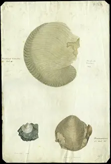 Annotated Prints: Nautilus and bivalves