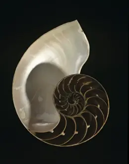 Nautilus pompilius, common nautilus