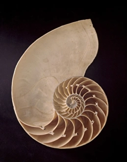 Nautilus pompilius, common nautilus