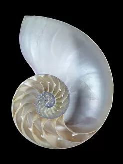 Mollusk Collection: Nautilus pompilius, common nautilus