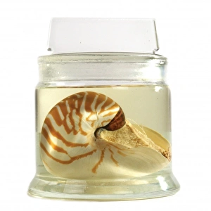 Nautilus pompilius, common nautilus