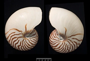 Nautilus pompilius, common nautilus