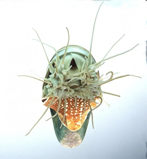 Nautilus pompilius, common nautilus