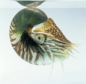 Nautilus pompilius, common nautilus