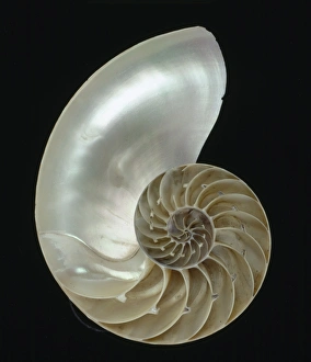Nautilus pompilius, common nautilus