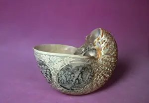 Nautilus sp. nautilus shell