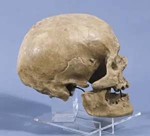 Neanderthal man skull (ca. 5000 BC). Found
