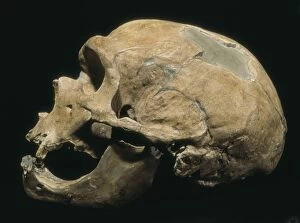Histoa63 A Collection: Neanderthal man skull (Homo Sapiens Neanderthalensis)