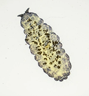 Mold Collection: Neanura ?muscorum, plant mould