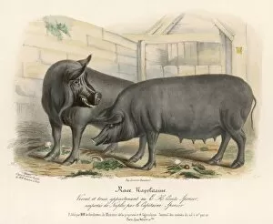 Imported Gallery: Neapolitan Pigs
