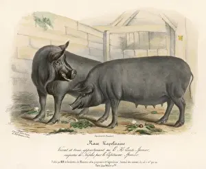Neapolitan Prints: Neapolitan Pigs
